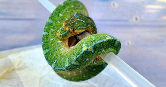 Manokwari X Wamena Kronos/Siren Pairing Green Tree Python by Recon ...