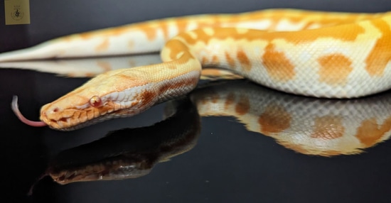 T-Negative Blood Python by Walking Tree Reptiles
