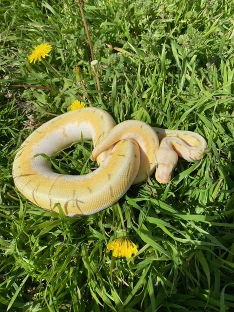 Killer Spinner Ball Python by RedArrow Reptiles - MorphMarket