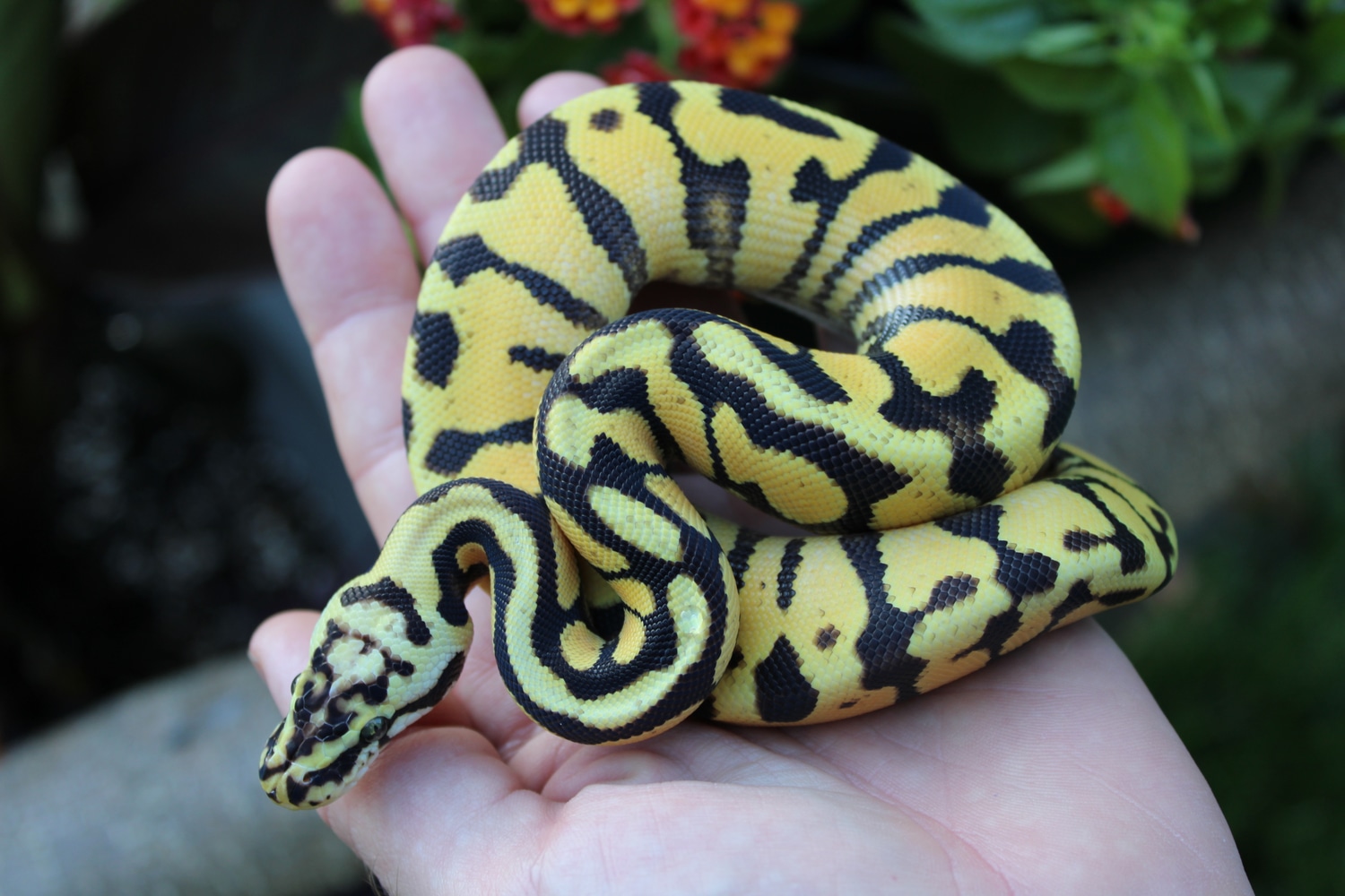 Pastel Spotnose Enchi Yellow Belly 66 Het Clown Ball Python by Red