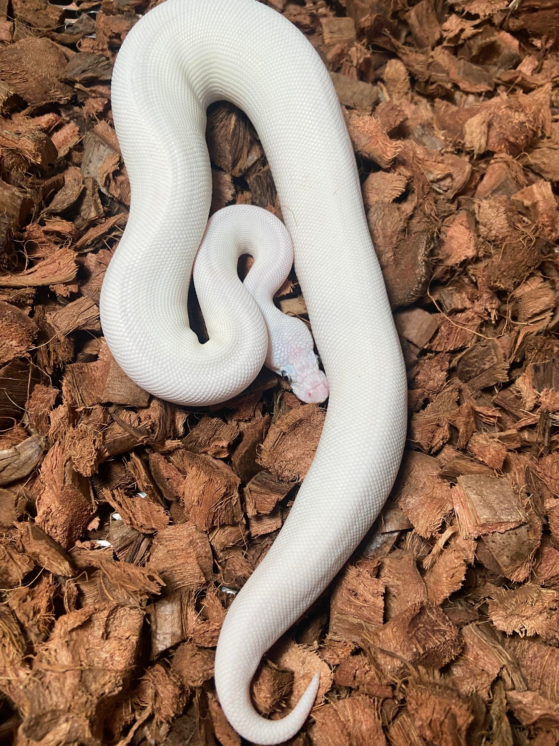 Mojave Lesser Cinnamon Pos. Pastel Ball Python by Redding Reptiles ...