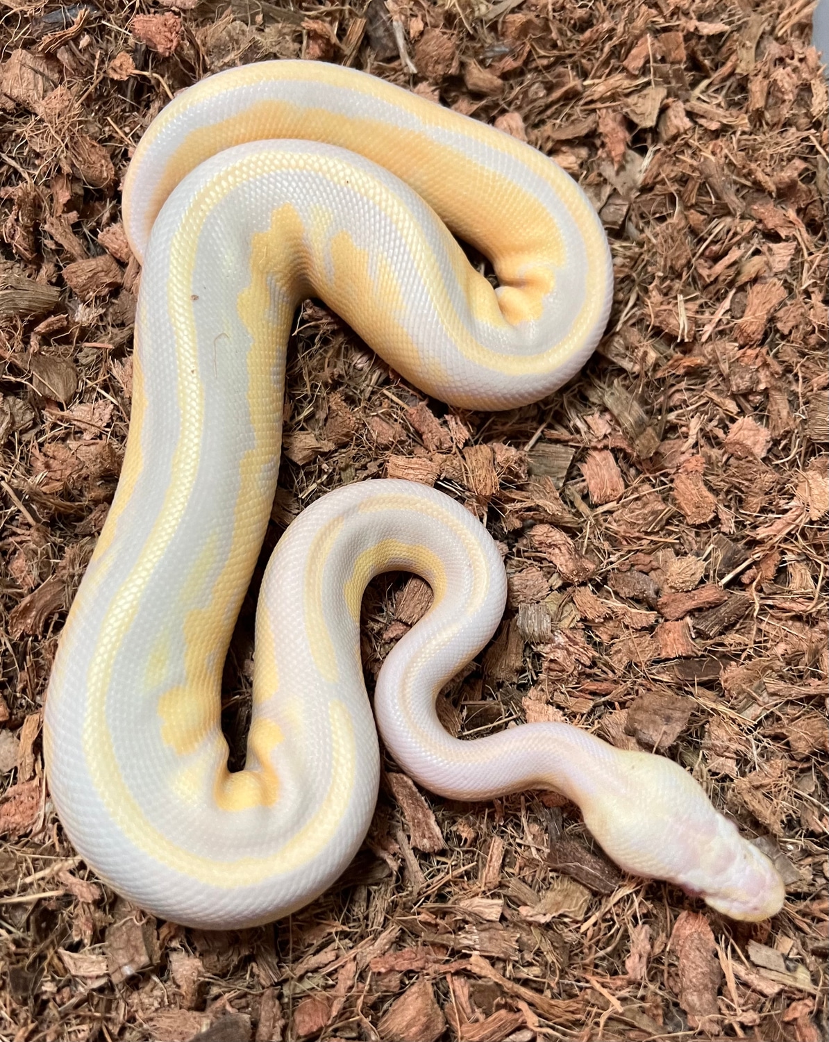 Cinnamon Candino Het Pied Ball Python by Redding Reptiles - MorphMarket
