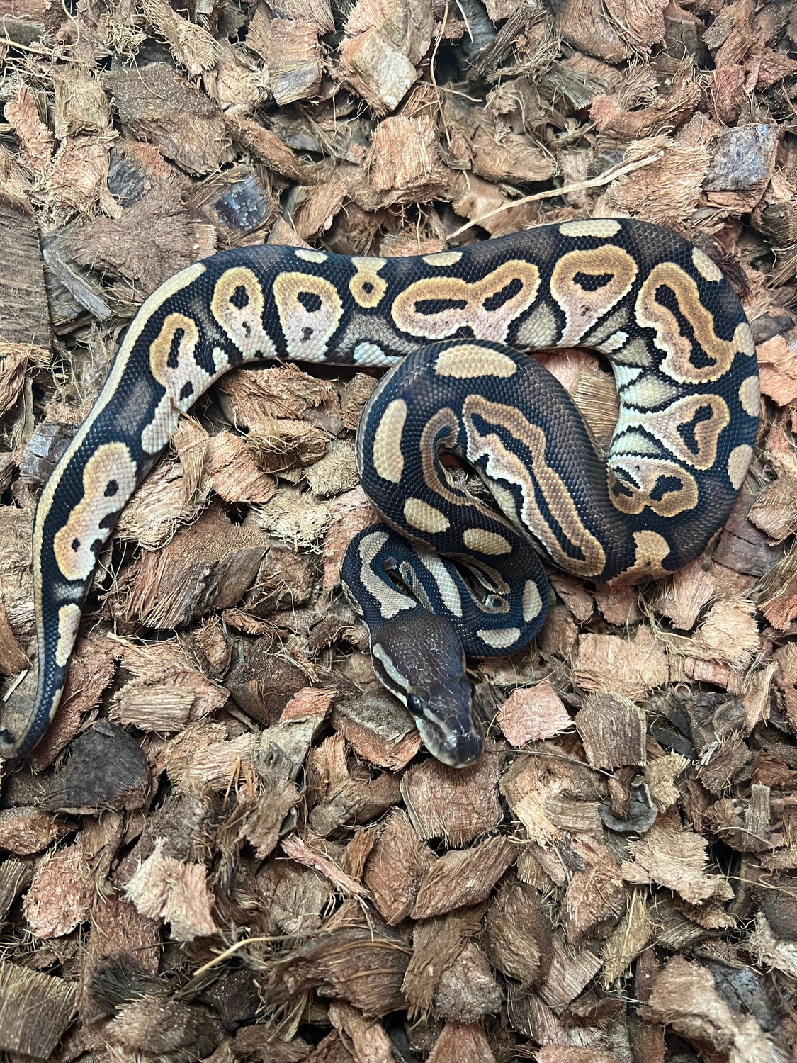 Cinnamon Het Lav %50 Het Pied Ball Python by Redding Reptiles - MorphMarket
