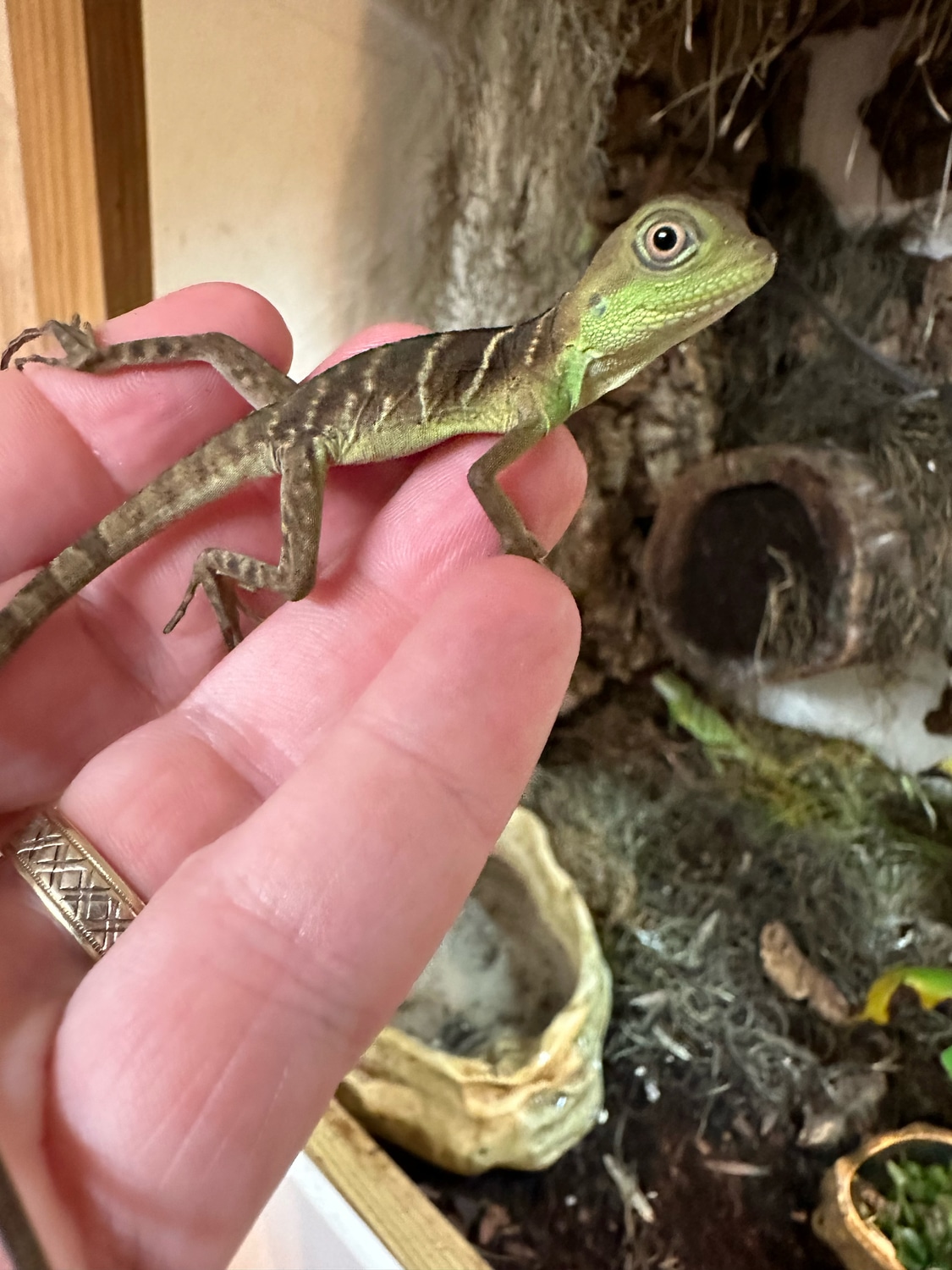 CBB 2nd Gen Baby Chinese Water Dragons More Lizard by Red Dragon