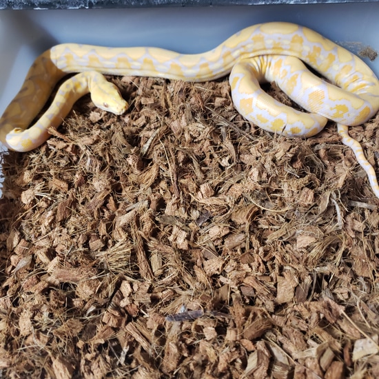 Lavender Reticulated Python by Redeemed Reptiles