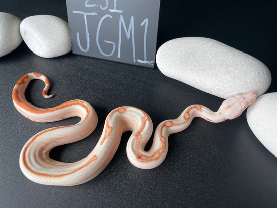 Junglow (POS Super Hypo) Boa Constrictor by Redemption Boas