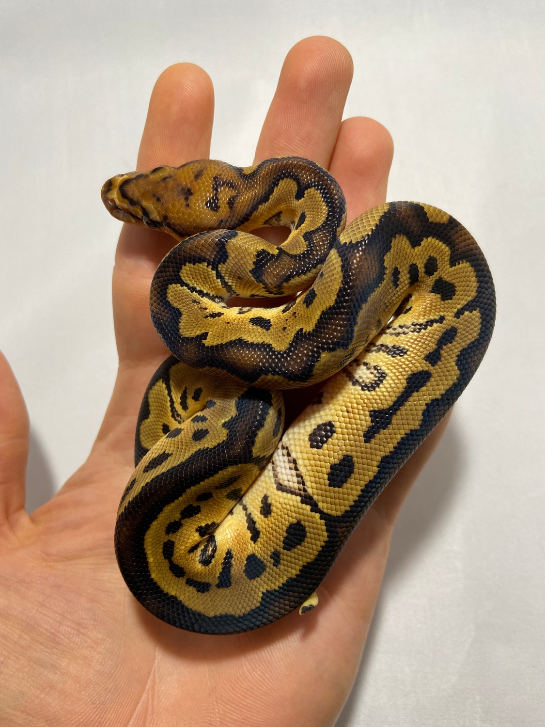 Clown Ball Python by Red Head Reptiles - MorphMarket