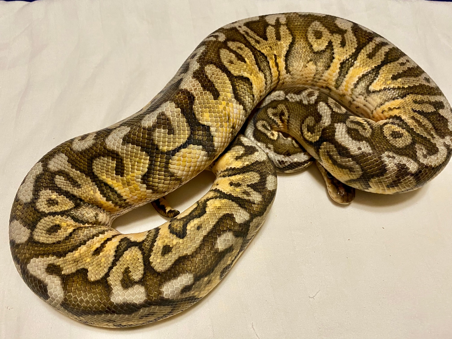 Super Inferno Ball Python by Red Iron Exotics - MorphMarket