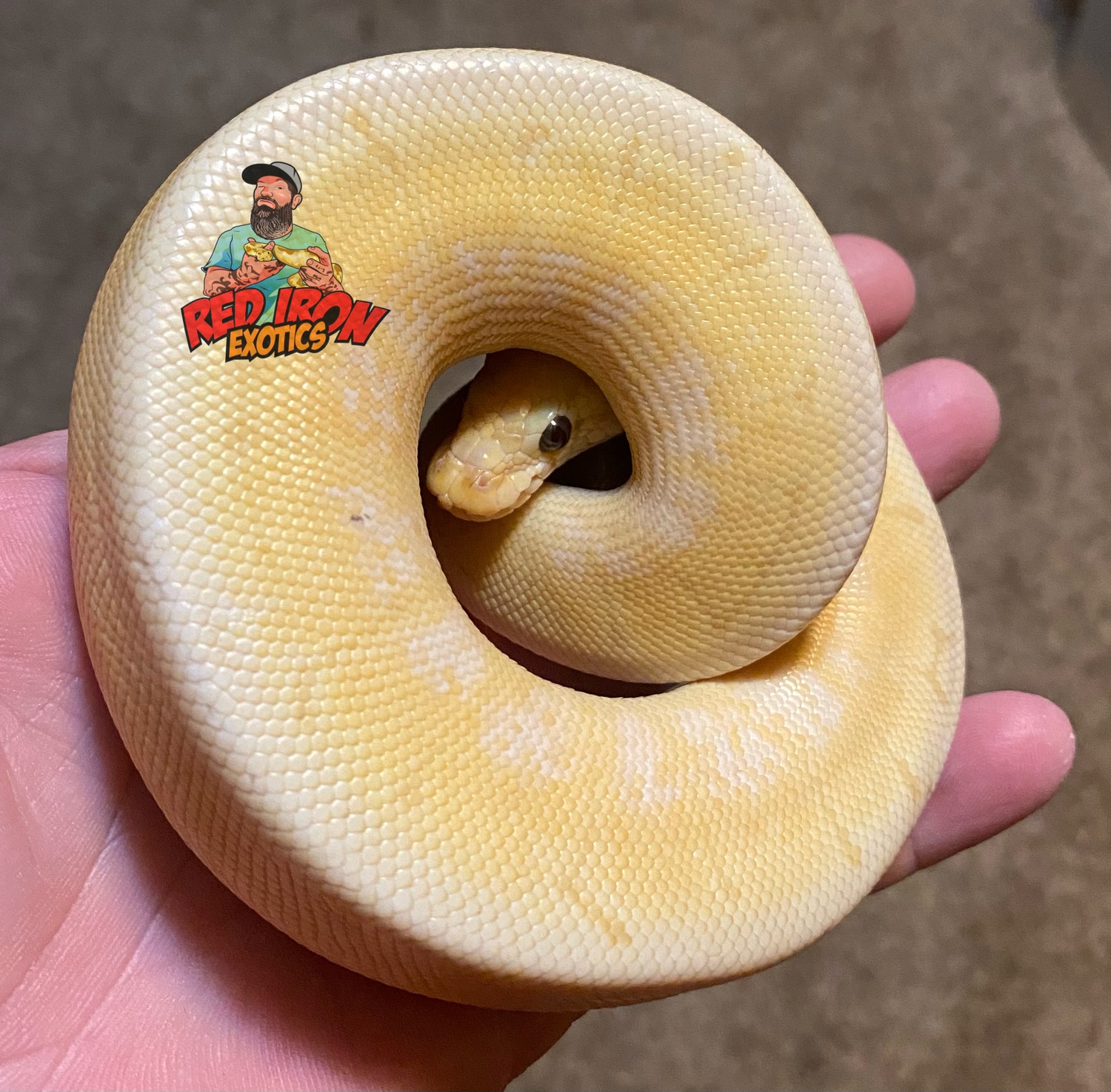 Banana Enchi Spinner Ball Python by Red Iron Exotics - MorphMarket