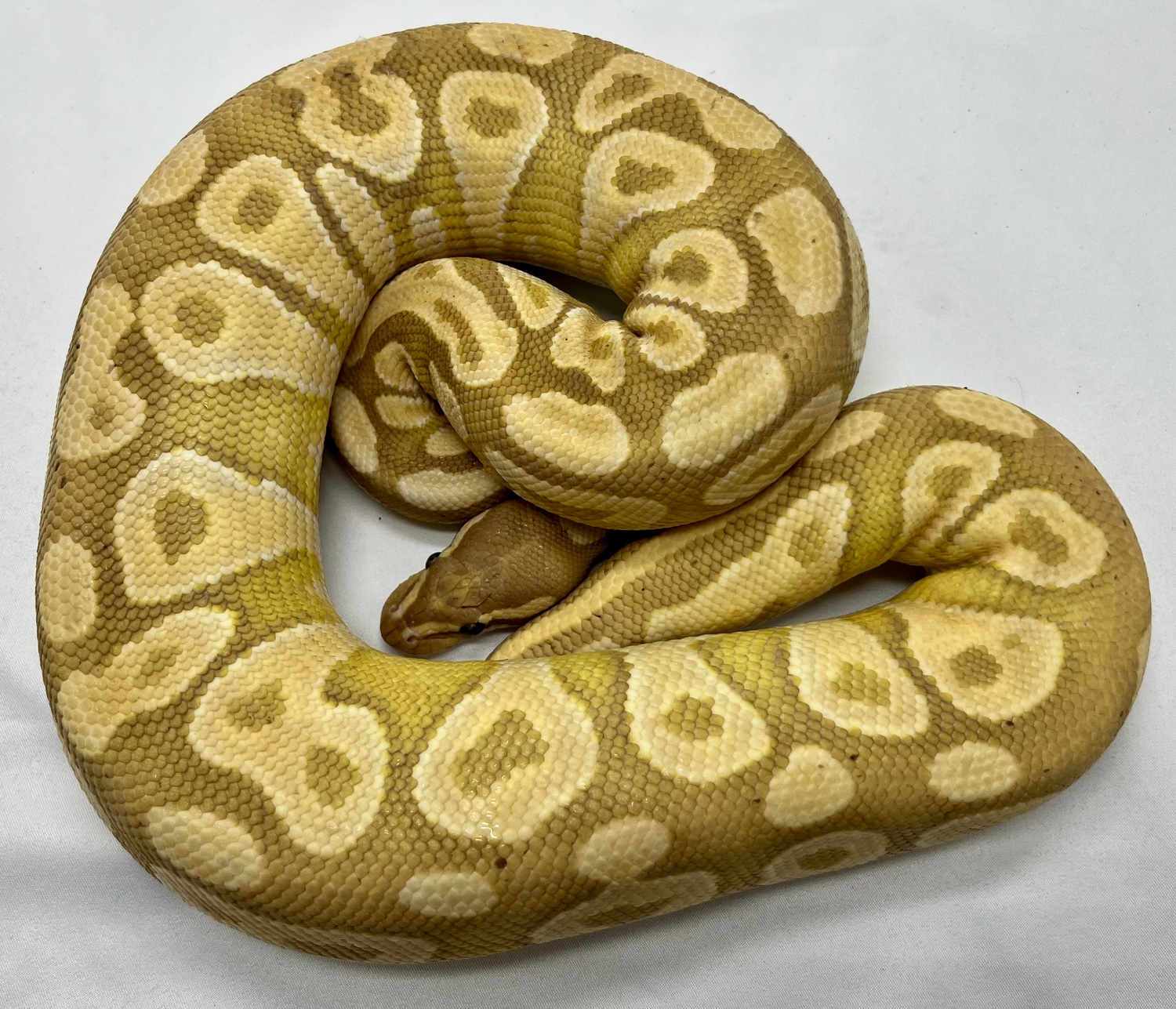Banana Mojave Ball Python by Red Iron Exotics MorphMarket