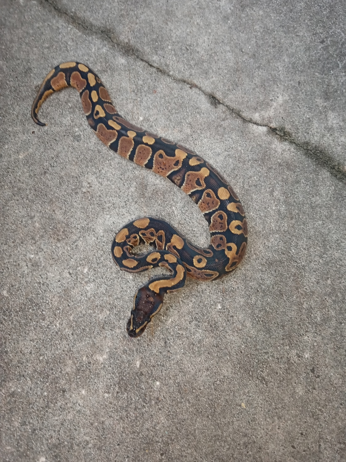 Hra Ball Python by Redlin Reptiles - MorphMarket