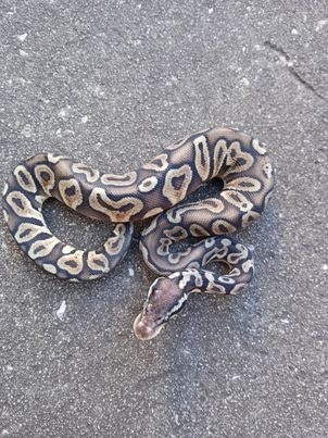 GHI Pastel Het Red Axanthic Ball Python by Redlin Reptiles - MorphMarket