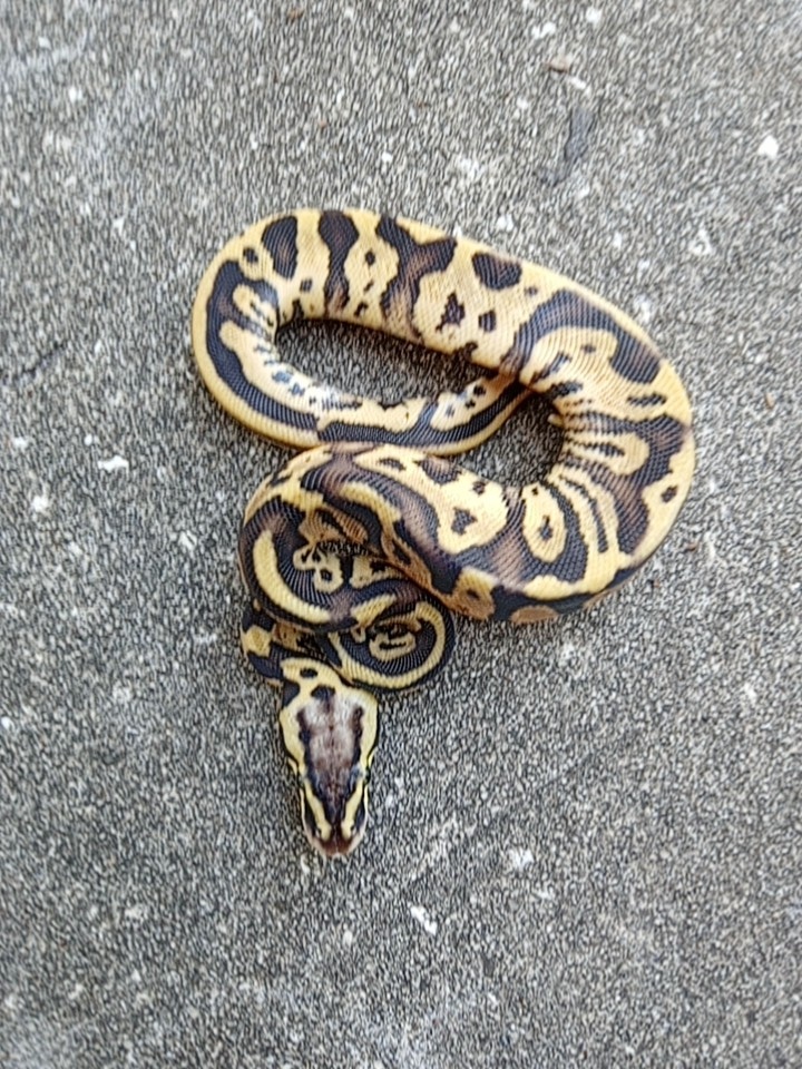Pastel Leopard Ball Python by Redlin Reptiles - MorphMarket