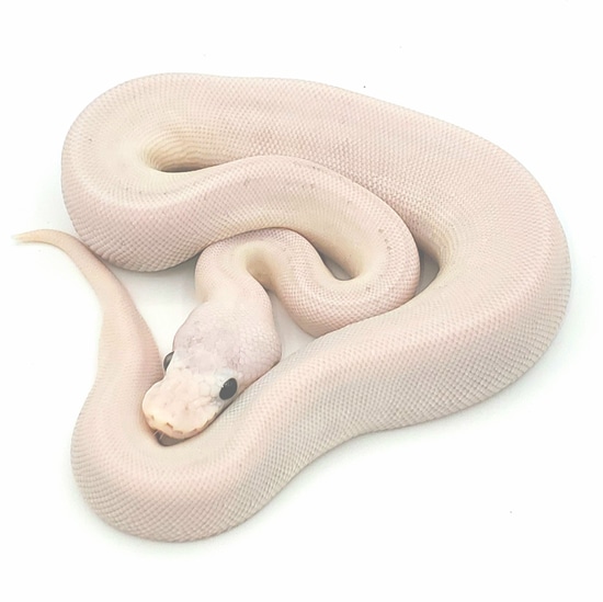 2020 Female Superfire Ball Python by Pied Productions
