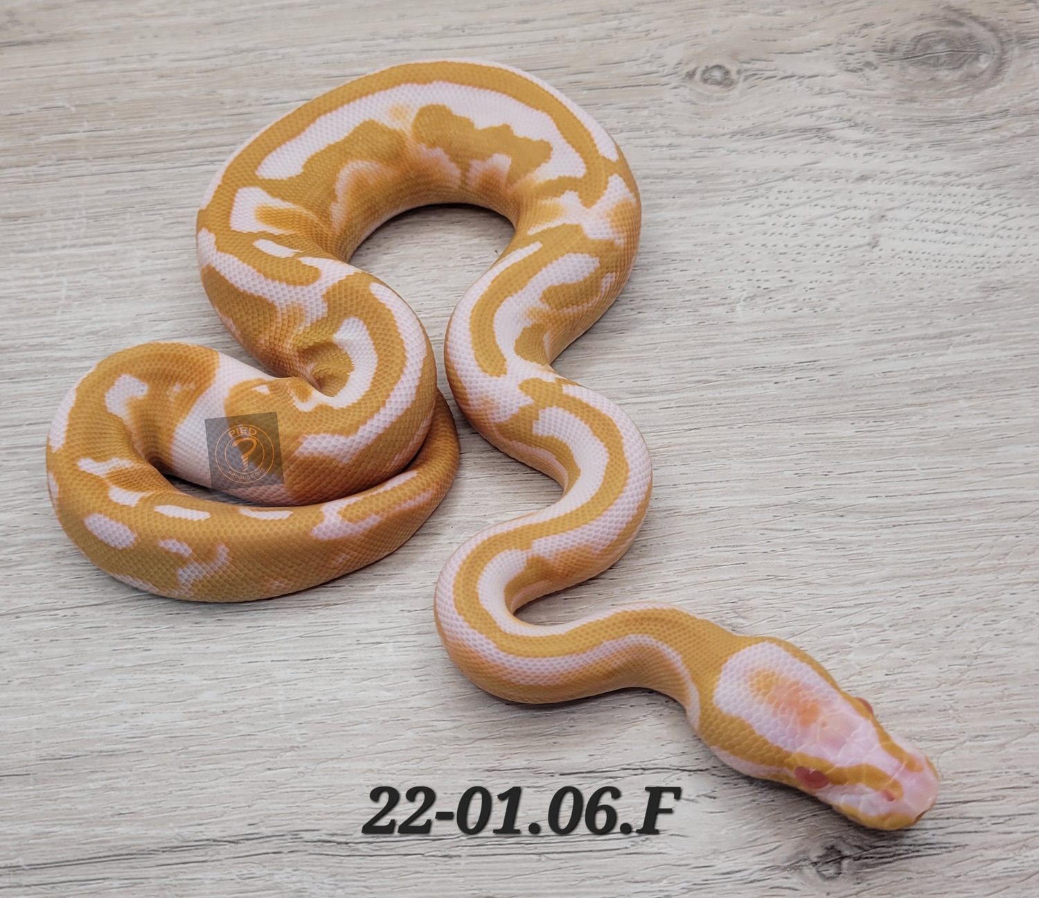 Albino Pied Ball Python by Pied Productions - MorphMarket