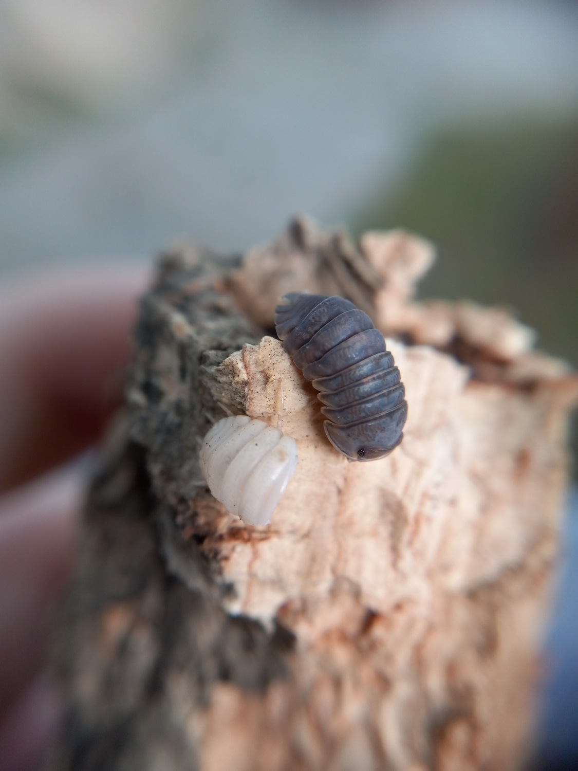 6ct Cubaris Sp 
