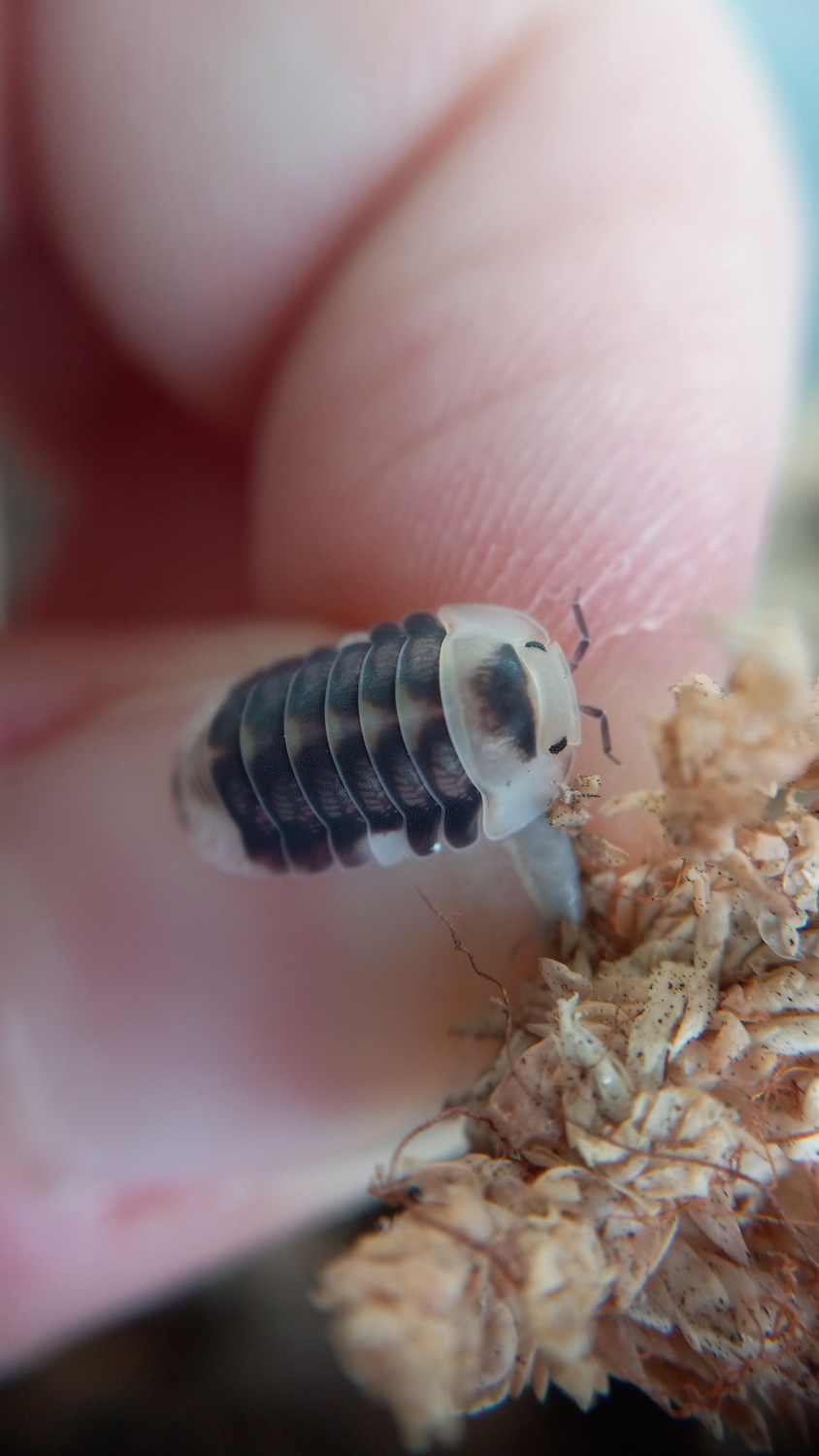 6ct Cubaris "White Ducky Isopod by Red Queen Exotics LLC MorphMarket