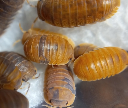 10ct Cubaris Murina 