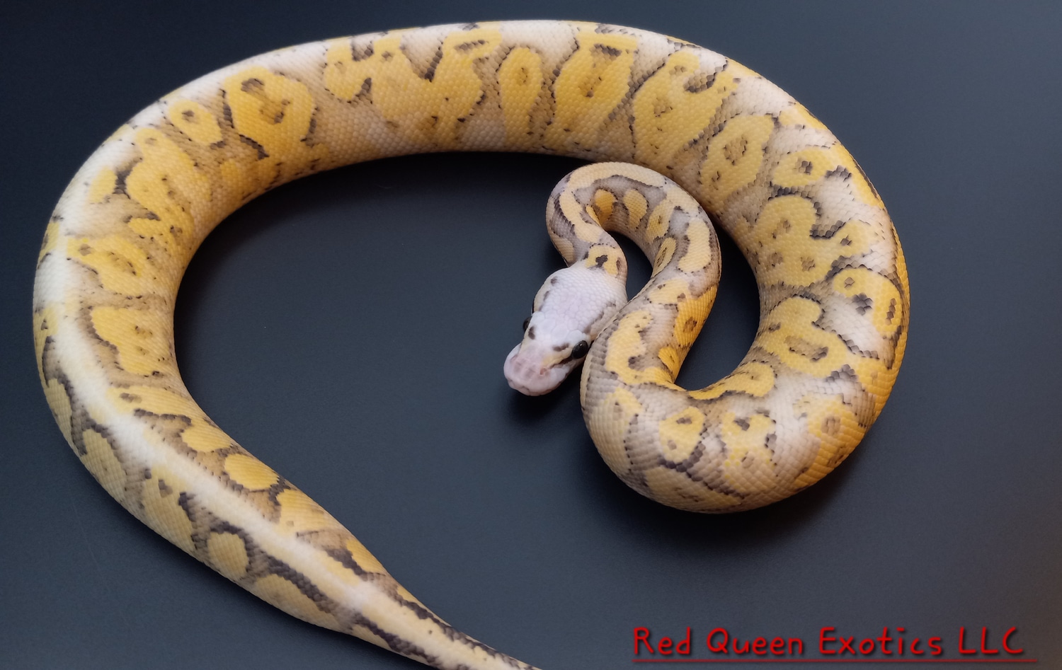 Super Pastel Super Vanilla Ball Python by Red Queen Exotics LLC ...
