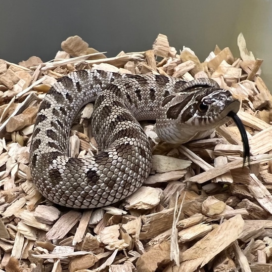 Conda Triple Het Sable/Axanthic/Toffee Western Hognose by Redridge Reptiles