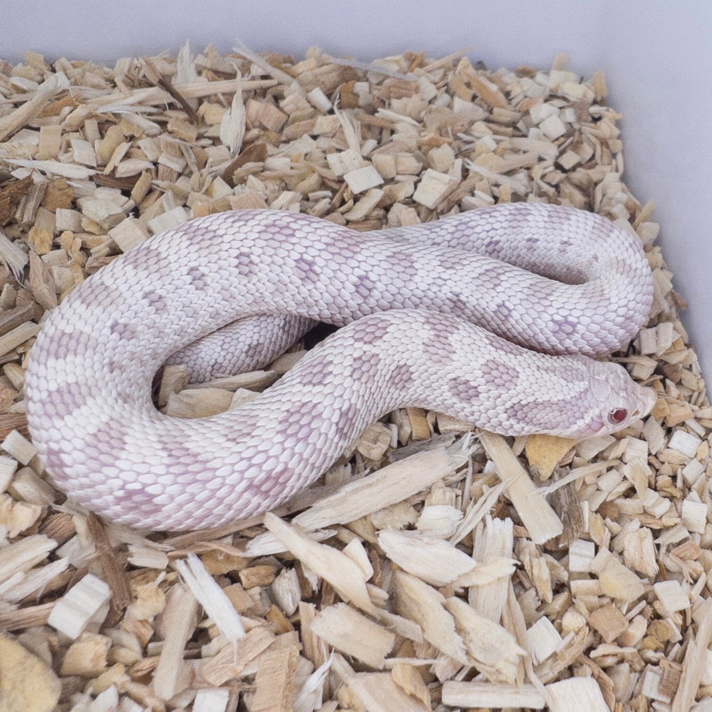 Yeti Western Hognose by Redridge Reptiles MorphMarket