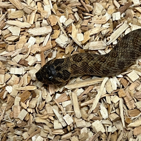 Swiss Chocolate Western Hognose by Redridge Reptiles