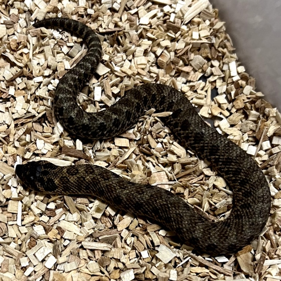 Swiss Chocolate Western Hognose by Redridge Reptiles