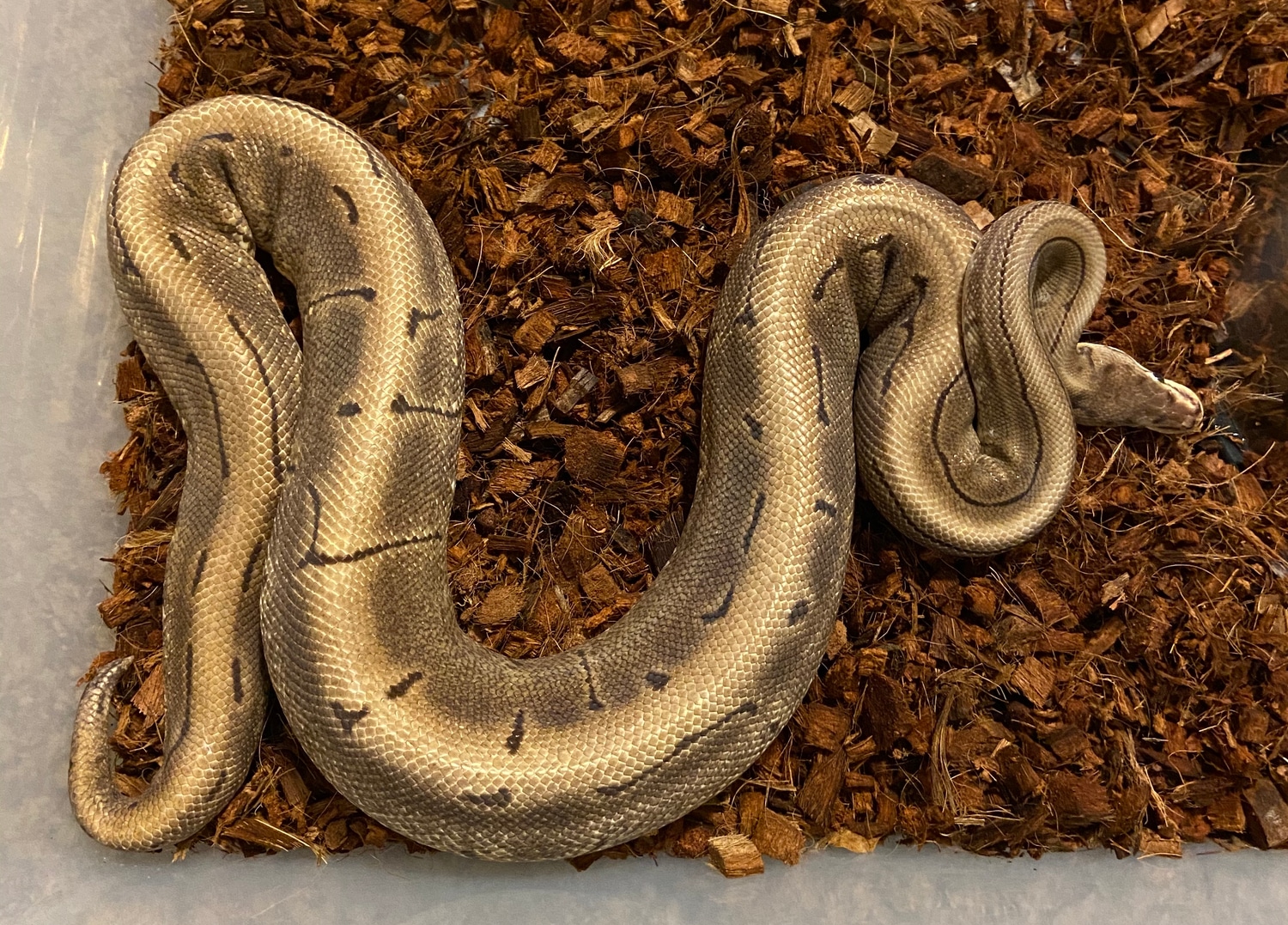 Spinner Ball Python by Red River Reptiles - MorphMarket