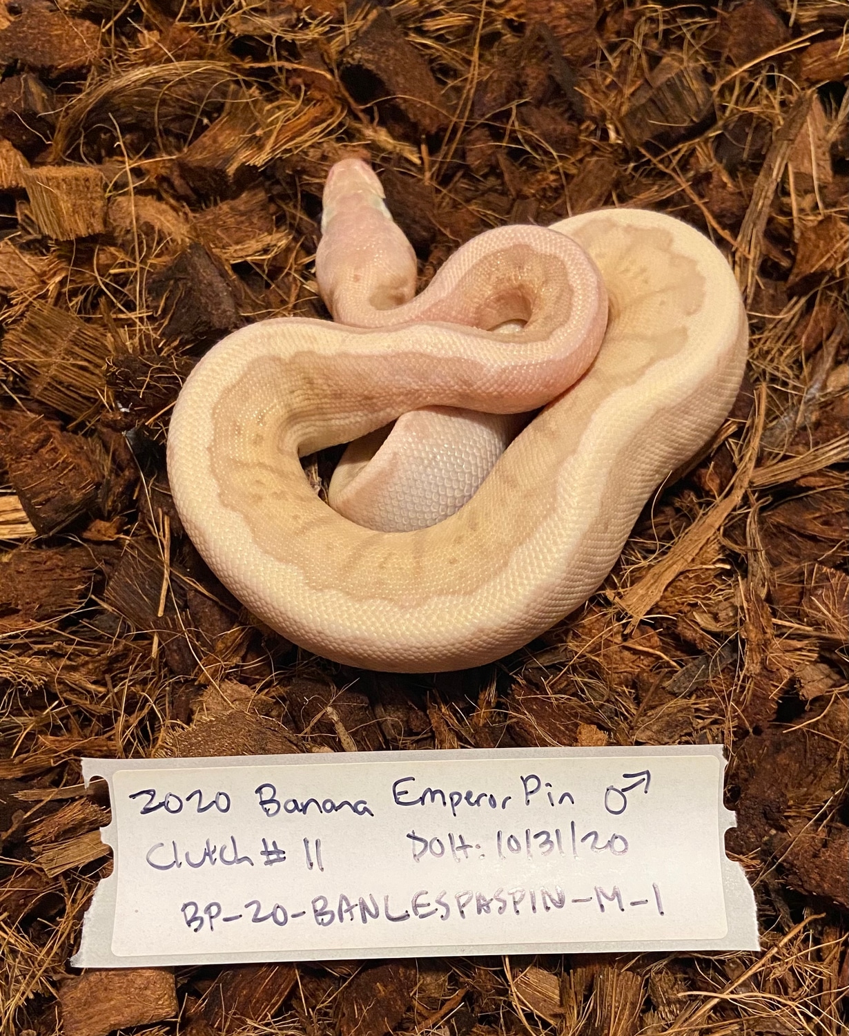 Banana Emperor Pin Ball Python by Red River Reptiles - MorphMarket