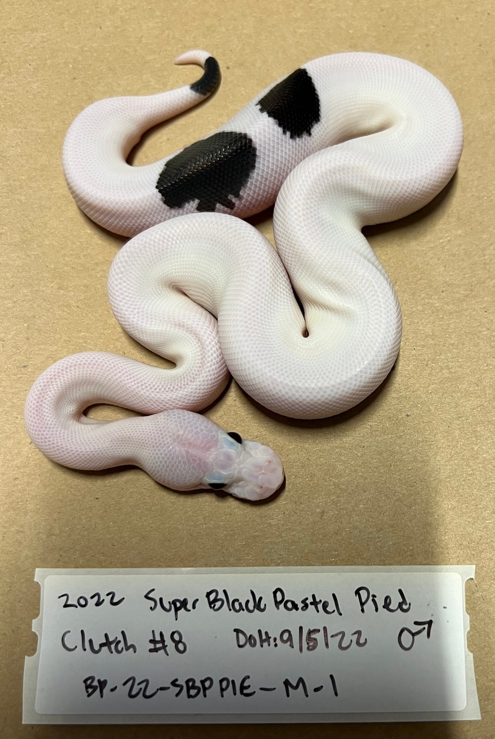Super Black Pastel Pied Possible Yb Ball Python by Red River Reptiles ...
