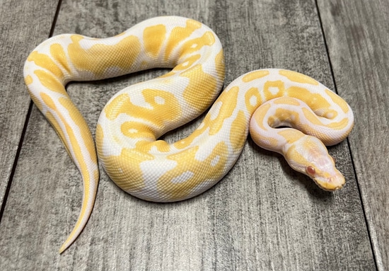 Albino 66% Double Het Vpi Axanthic Pied Ball Python by Red River Reptiles