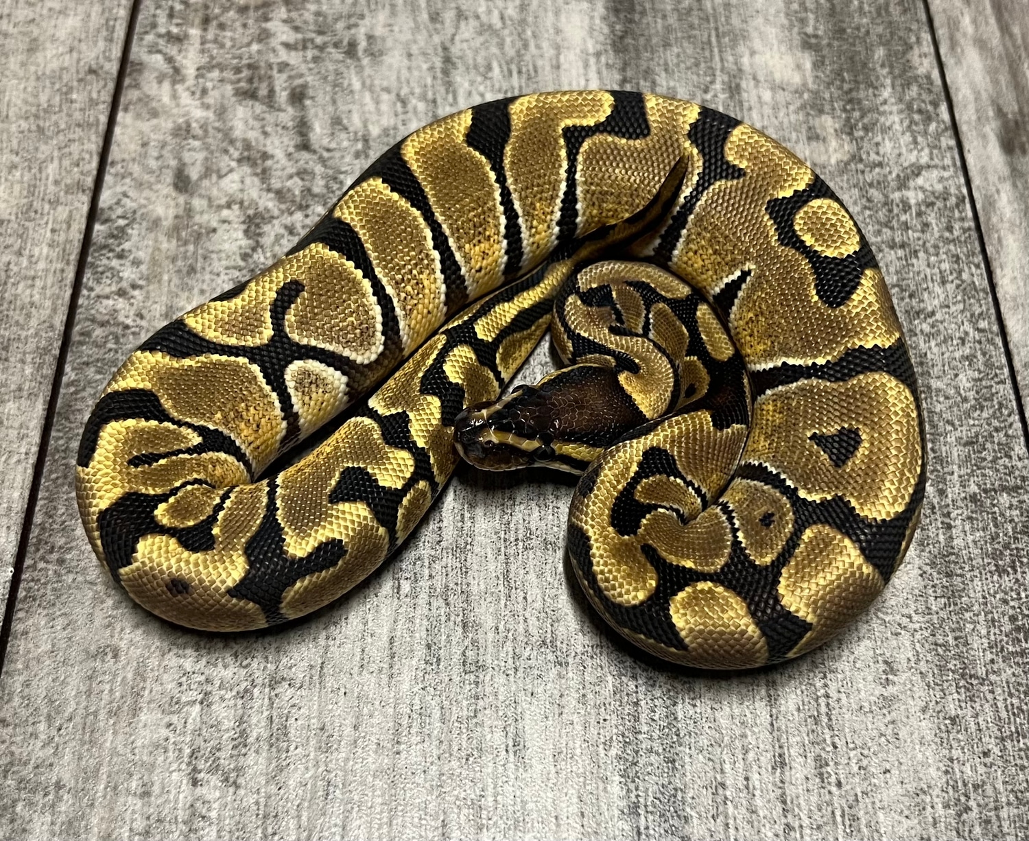 Enchi Het Dg Ball Python by Red River Reptiles - MorphMarket
