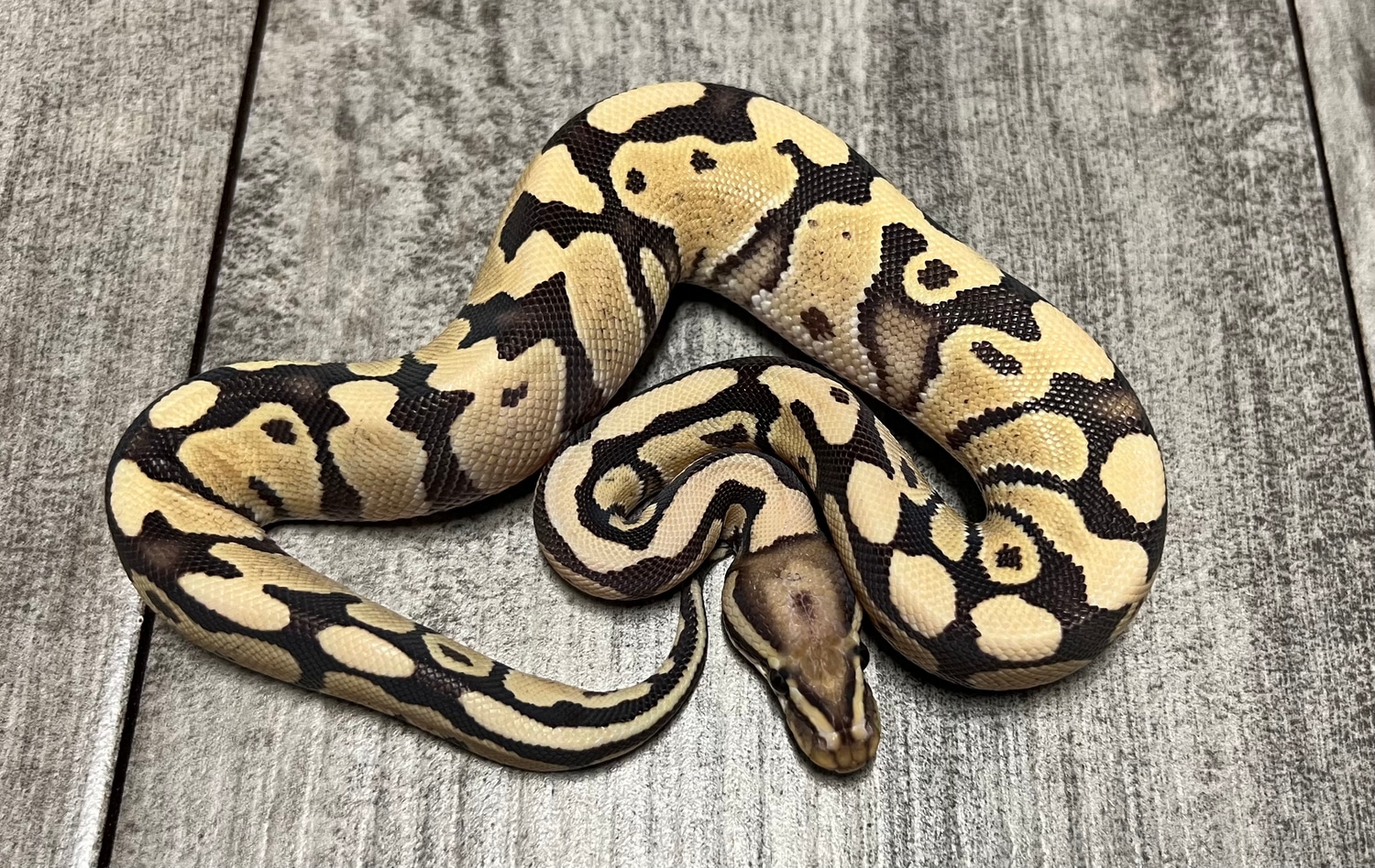Fire Dg Ball Python by Red River Reptiles - MorphMarket