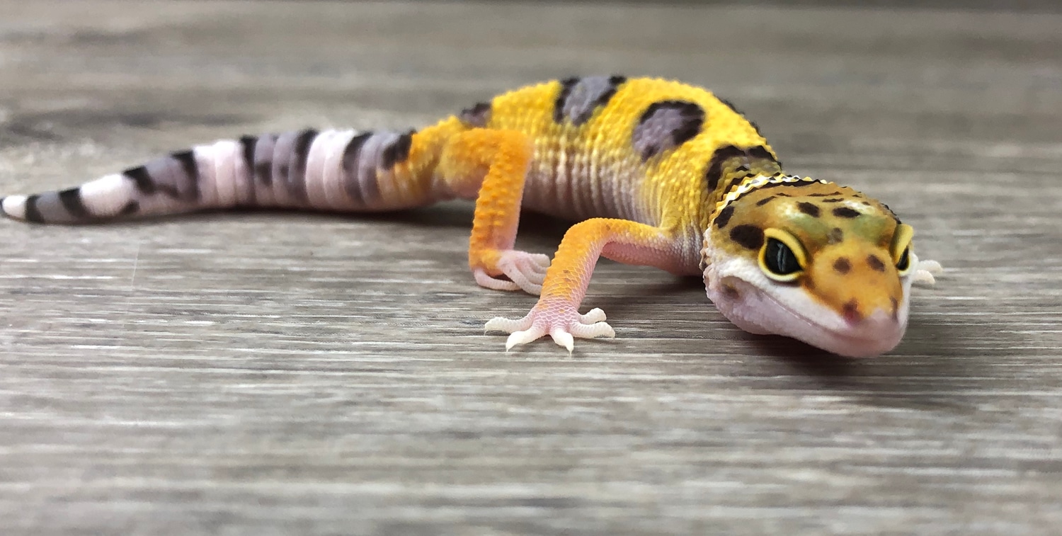 Firebold Leopard Gecko by Red Rock Gecko’s - MorphMarket