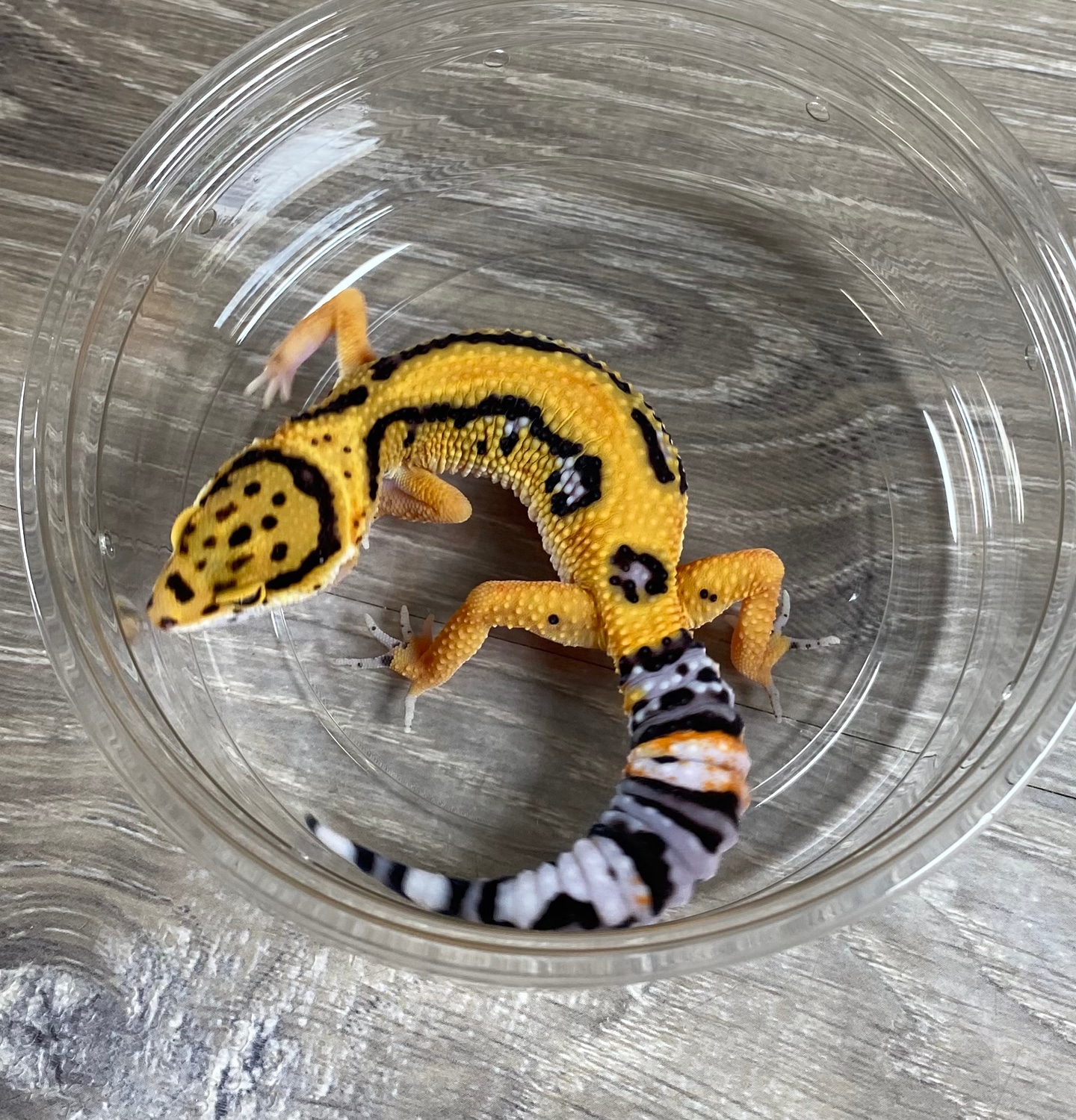 Firebold Leopard Gecko by Red Rock Gecko’s MorphMarket