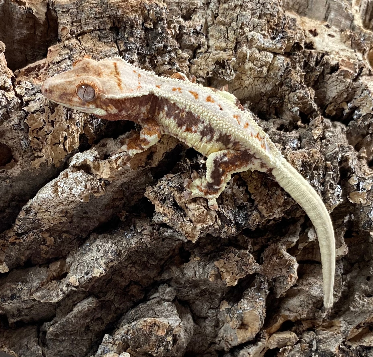 Lilly White Crested Gecko by Red Rock Gecko’s - MorphMarket