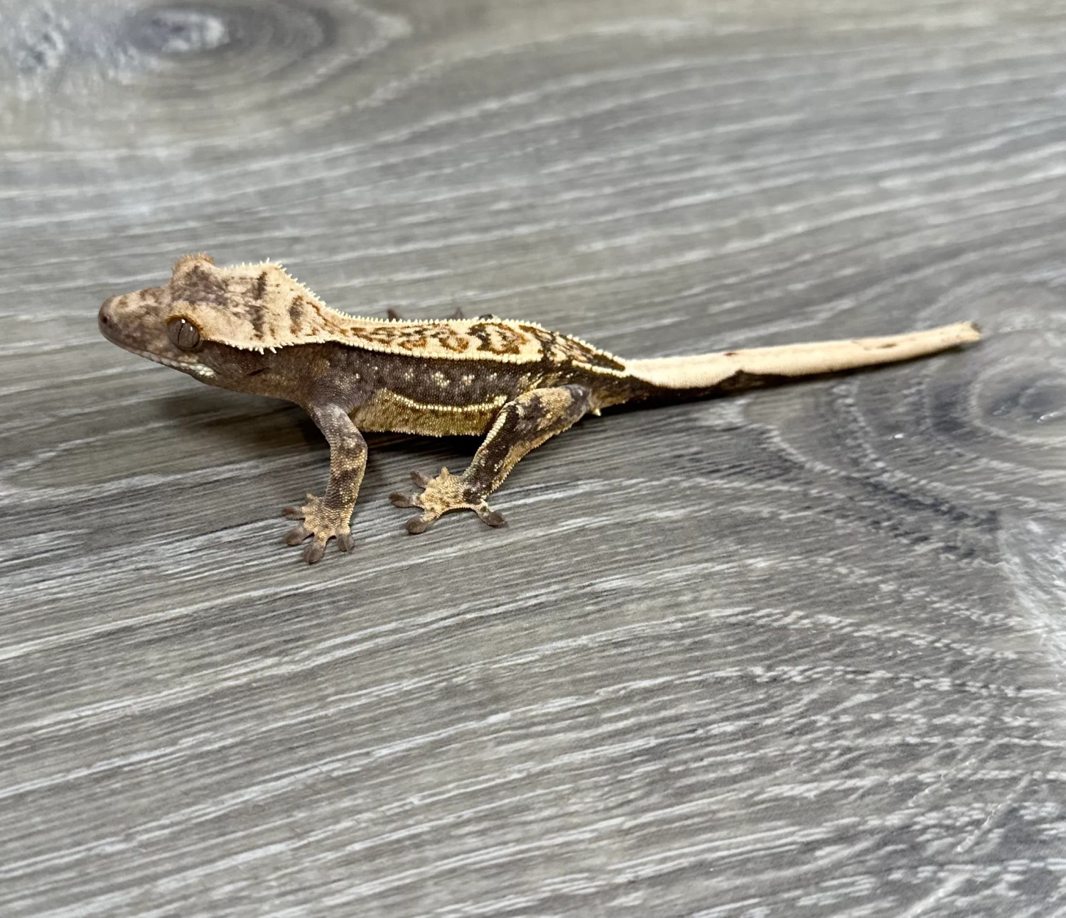 Extreme Tricolor Crested Gecko by Red Rock Gecko’s - MorphMarket