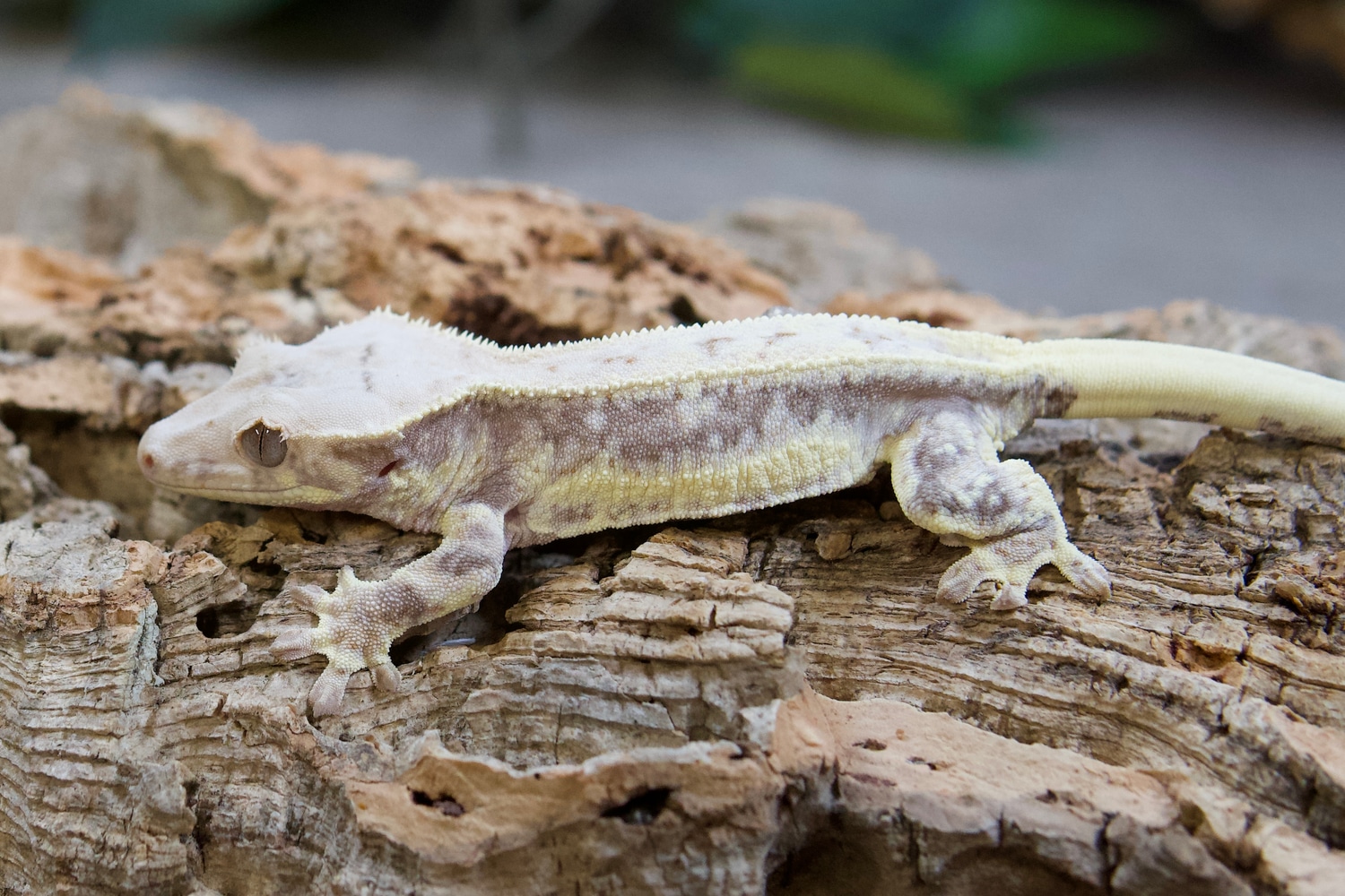 Lilly White Crested Gecko by Red Rock Gecko’s - MorphMarket