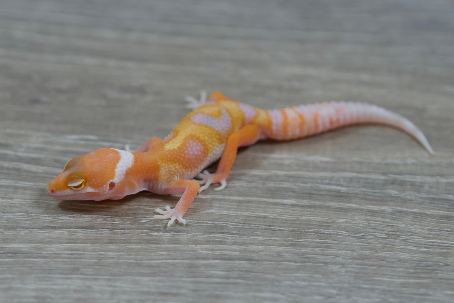 White & Yellow Tremper Het Eclipse Leopard Gecko by Red Rock Gecko’s ...