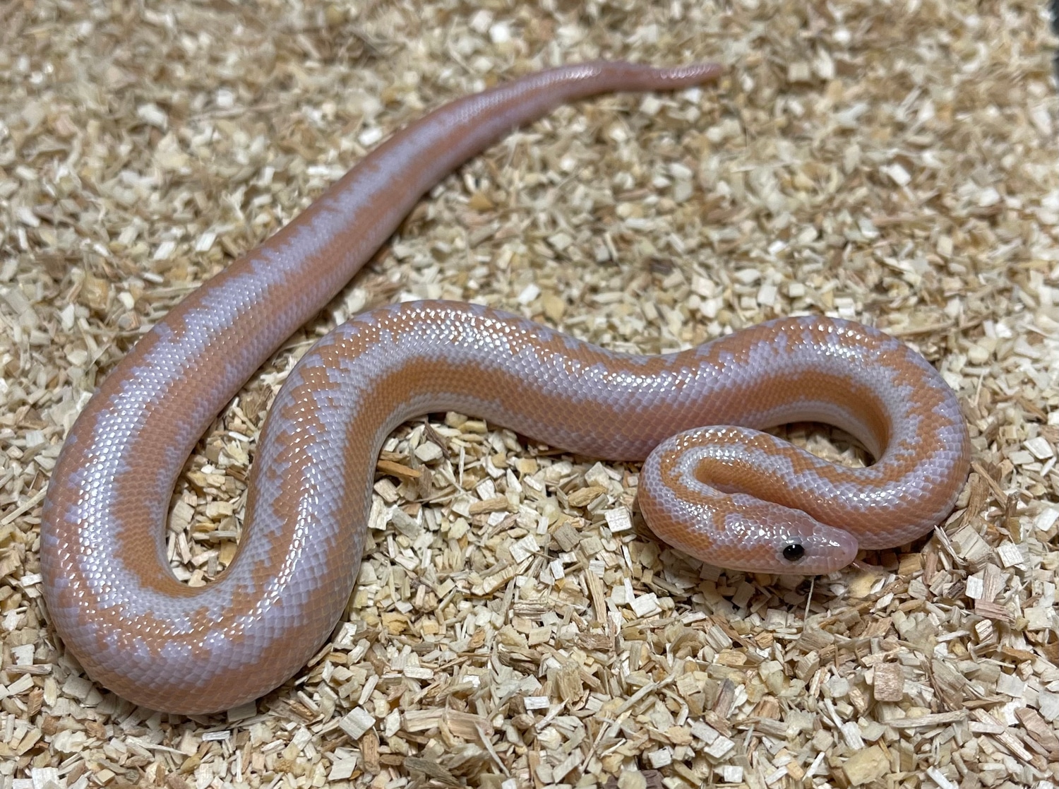 Whitewater Albino Possible Het Snowwhite Rosy Boa by Golden West Reptiles MorphMarket