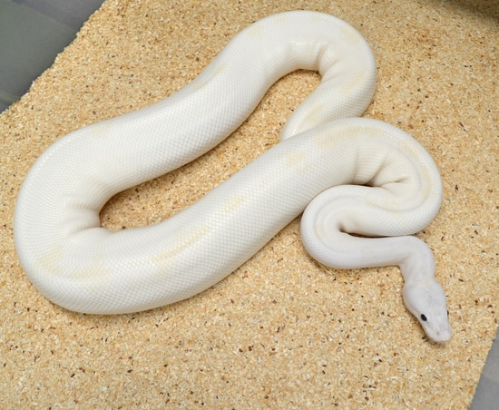 Super Fire Leucistic - Proven Adult Female! Ball Python by Snakecanyon