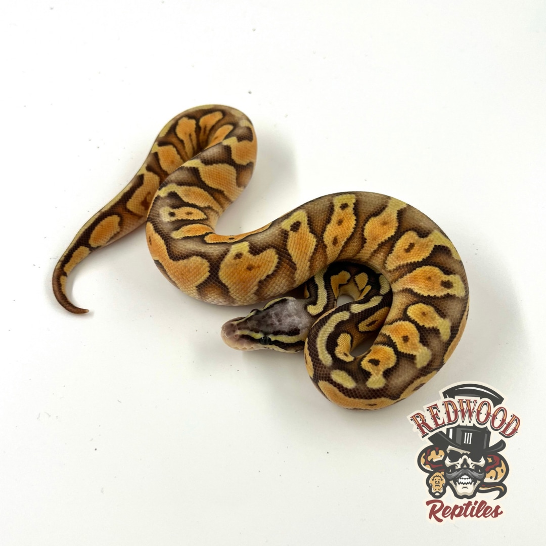 Super Pastel Black Pastel Enchi Hypo 💯% Het Desert Ghost Ball Python by ...