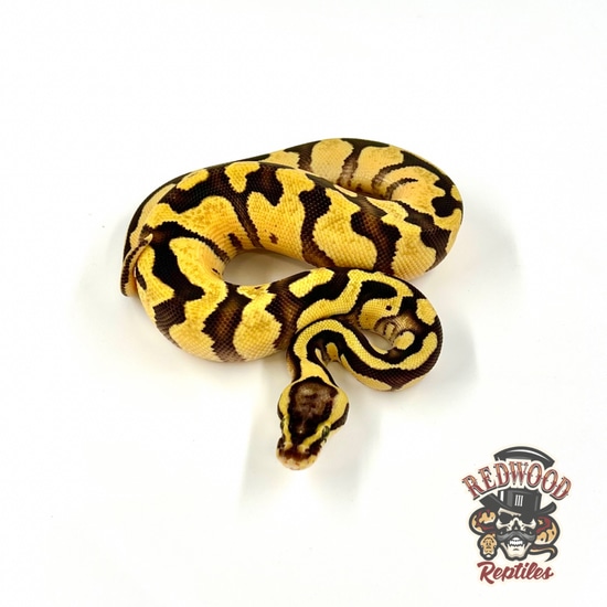 Pastel Enchi TH Desert Ghost/Pied/Hypo Ball Python by Redwood Reptiles