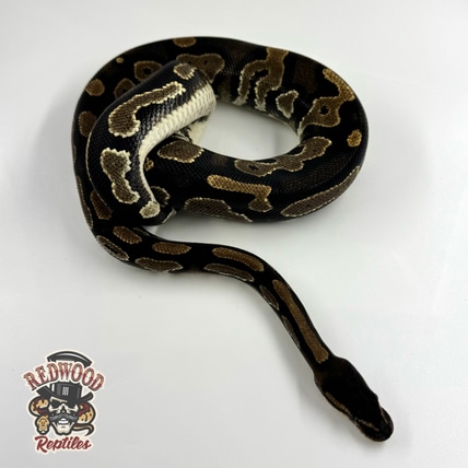 Black Head 💯% Het Pied Ball Python