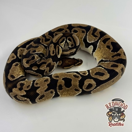 OD Enchi 💯% Het Pied Ball Python