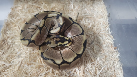 Fire Spider 66% Het Sk Axanthic Ball Python by Metalhead Morphs