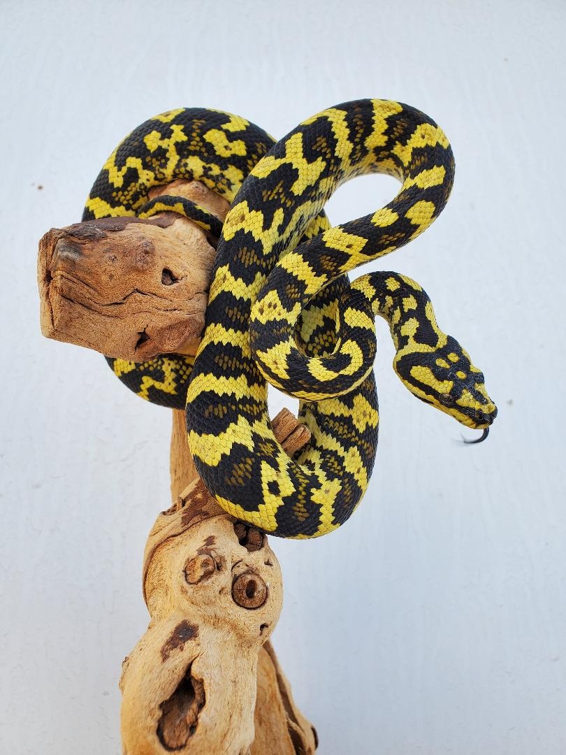 Highlighter Line Jungle Carpet Python by Reef & Reptile Company