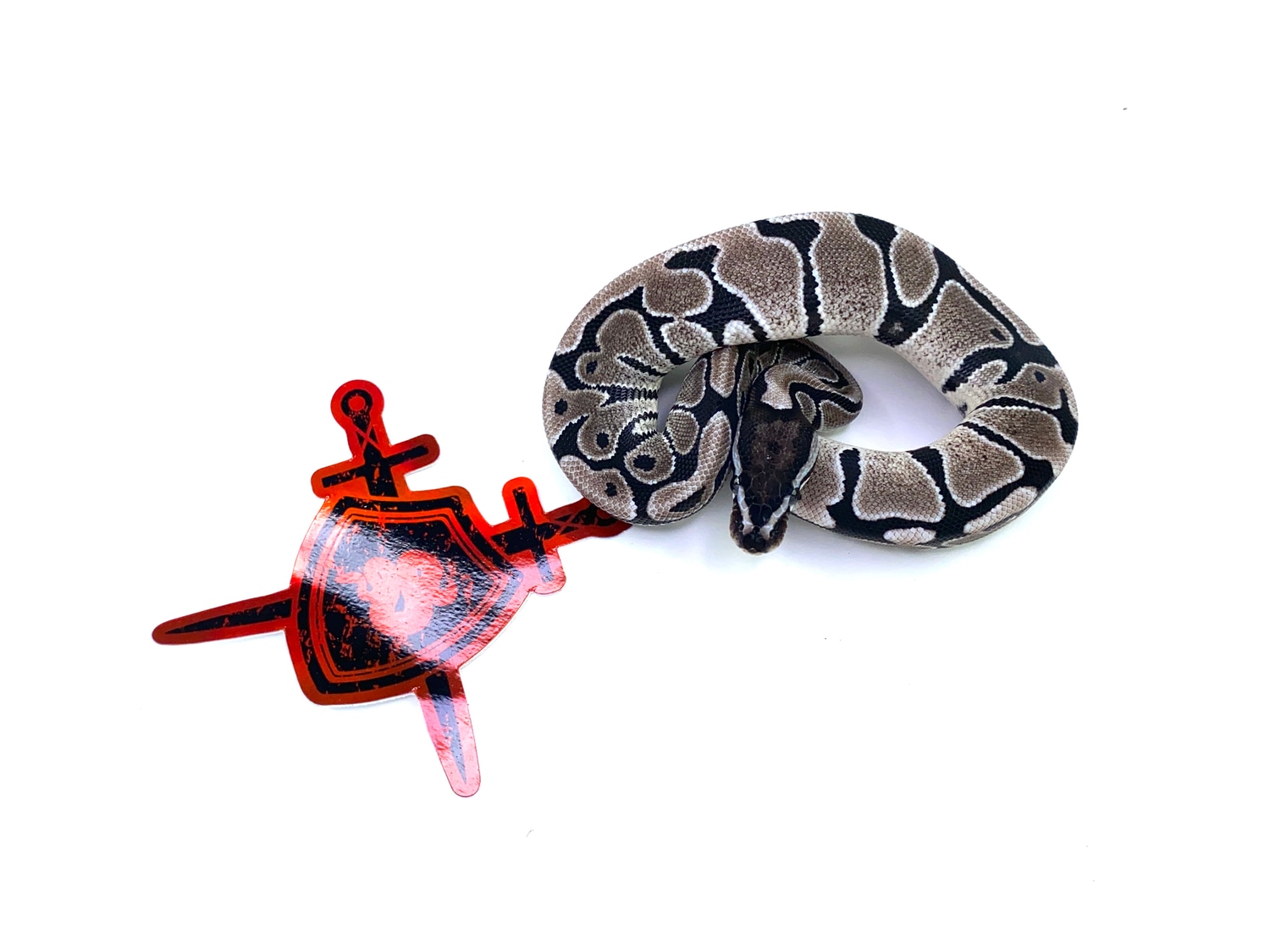 SK Axanthic Ball Python by Ectothermic Dungeon - MorphMarket