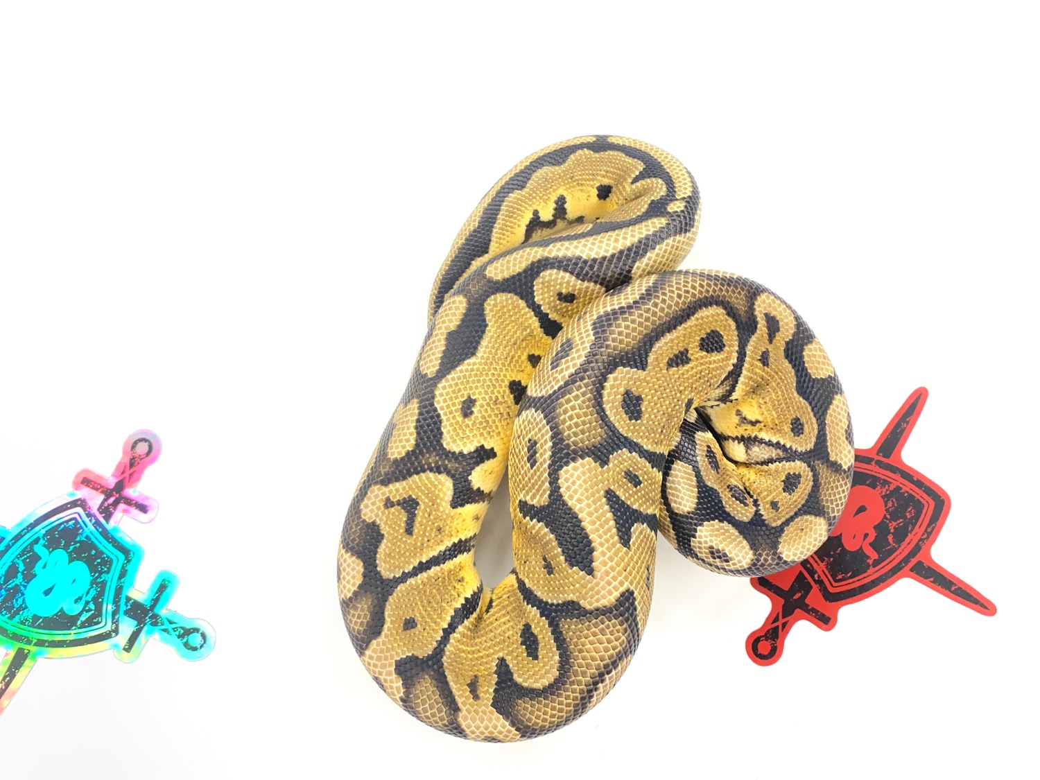 Pastel Joppa Ball Python by Ectothermic Dungeon - MorphMarket