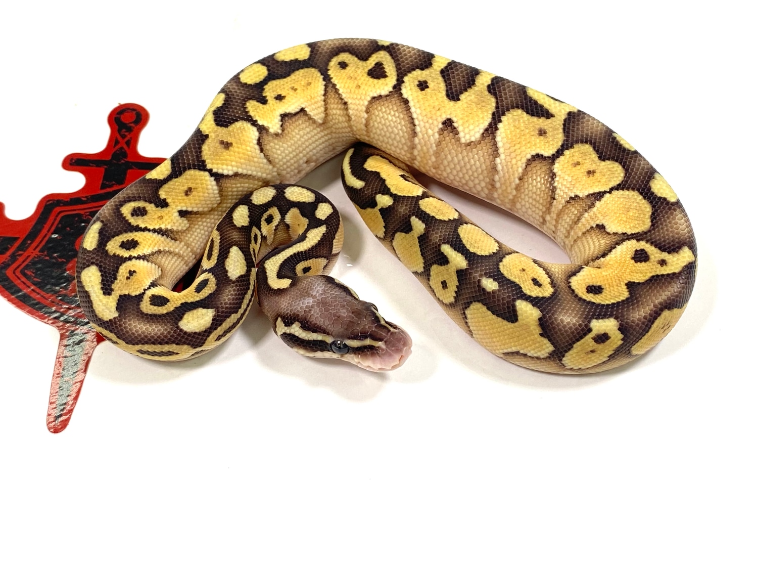 Pastel Lesser Joppa Ball Python by Ectothermic Dungeon - MorphMarket